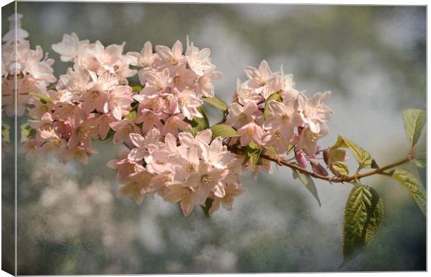 Frothy Pink Deutzia Canvas Print by Jacqi Elmslie