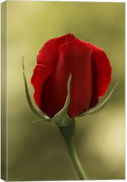Red Rosebud Canvas Print by Jacqi Elmslie