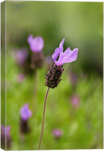 French Lavender Canvas Print by Jacqi Elmslie