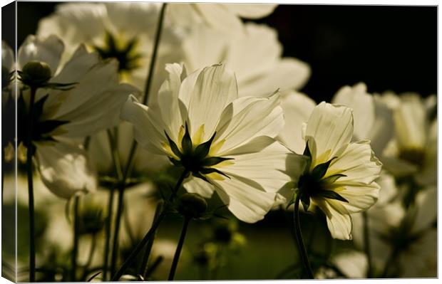 White Cosmos Canvas Print by Jacqi Elmslie