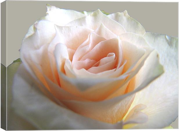 Creamy-pink Rose Canvas Print by Jacqi Elmslie