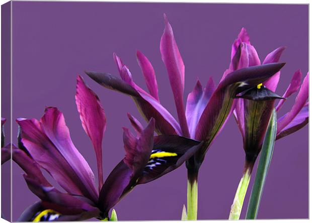 Springtime Irises Canvas Print by Jacqi Elmslie