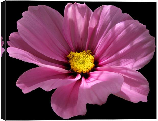 Pink Cosmos on Black Canvas Print by Jacqi Elmslie