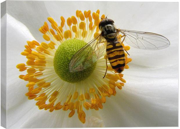 Hoverfly Feasting Canvas Print by Jacqi Elmslie