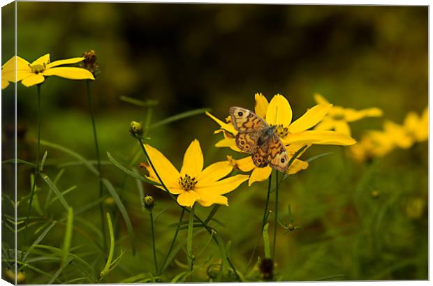 Yellow Summer Daisies Canvas Print by Jacqi Elmslie