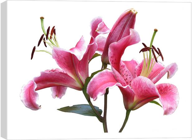 Pink Lilies on White Canvas Print by Jacqi Elmslie