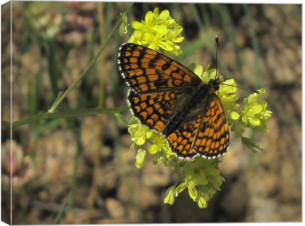 Heath Fritillary Butterfly Canvas Print by Jacqi Elmslie