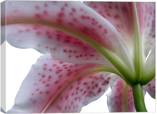 Under The Lily Canvas Print by Jacqi Elmslie