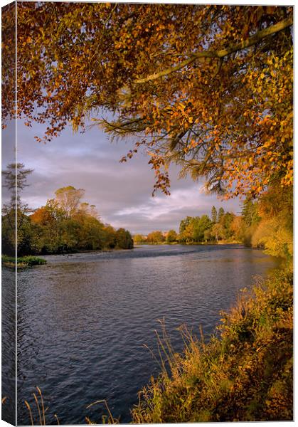 Autumn Gold by the River Ness Canvas Print by Jacqi Elmslie