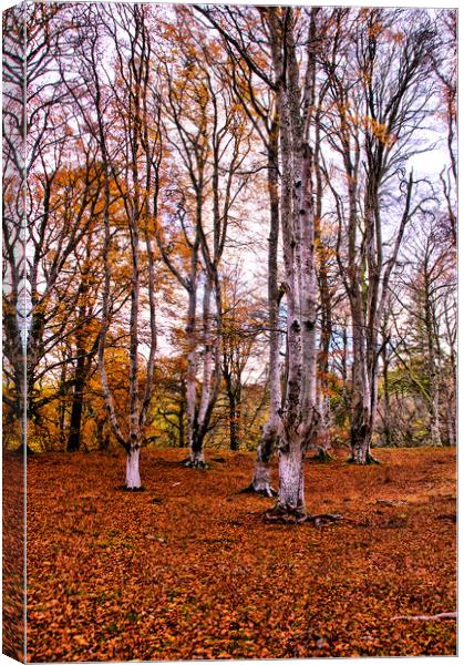 Autumn Trees in Cawdor Woods Canvas Print by Jacqi Elmslie