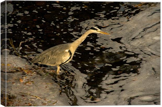 Heron by the River Ness Canvas Print by Jacqi Elmslie