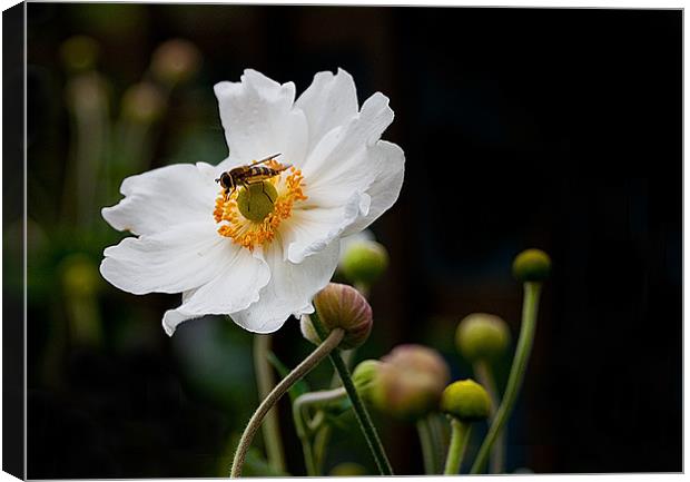 Japanese Anemone with Hoverfly Canvas Print by Jacqi Elmslie