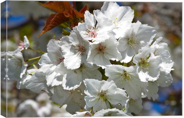 White Cherry Blossom Canvas Print by Jacqi Elmslie