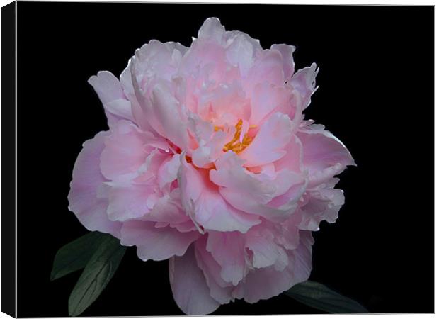 Pink Paeony Canvas Print by Jacqi Elmslie