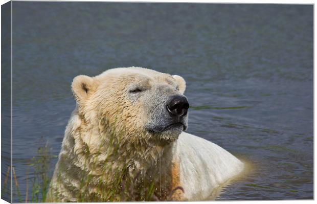 Polar Bear Bliss Canvas Print by Jacqi Elmslie