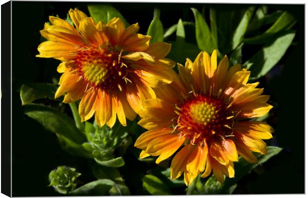 Gaillardia Flowers Canvas Print by Jacqi Elmslie