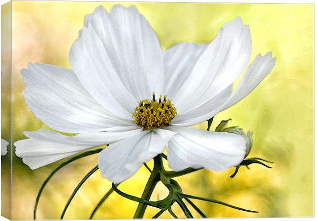 White Watercolour Cosmos Floral Canvas Print by Jacqi Elmslie