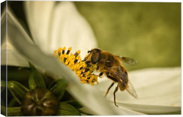 Busy Honeybee Macro Canvas Print by Jacqi Elmslie