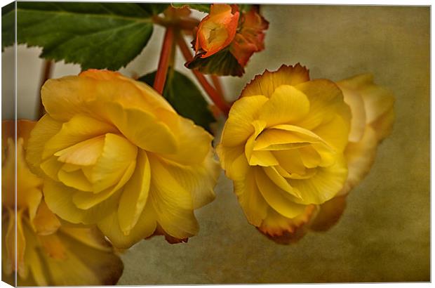 Yellow Begonias Canvas Print by Jacqi Elmslie