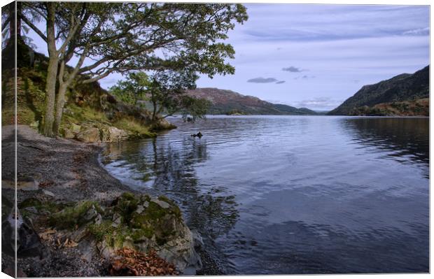 On the Shore of Ullswater Canvas Print by Jacqi Elmslie