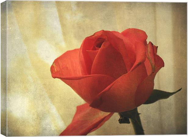 Yesterday's Rose Canvas Print by Jacqi Elmslie