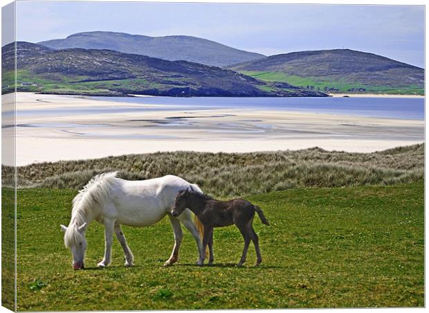 Mare and Foal at Luskentyre Canvas Print by Jacqi Elmslie