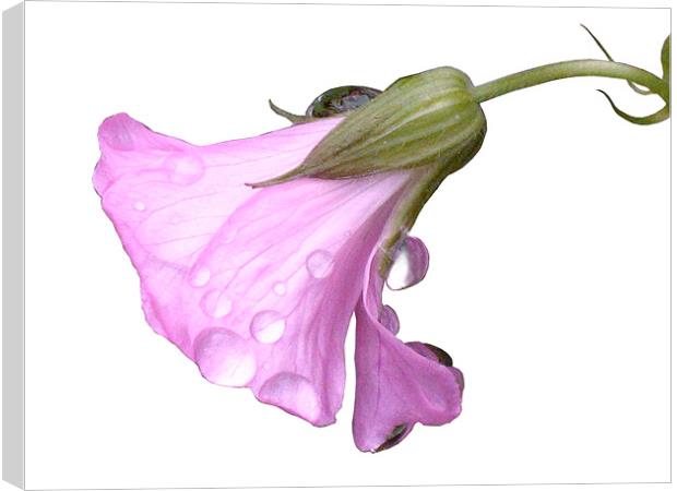 Pink Flower with Raindrops Canvas Print by Jacqi Elmslie