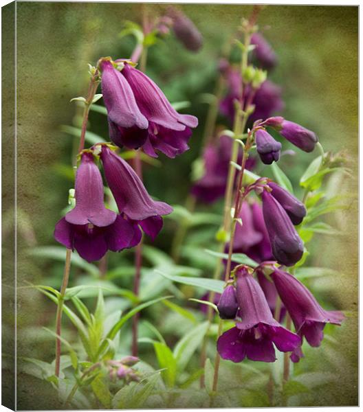 Purple Penstemons Canvas Print by Jacqi Elmslie