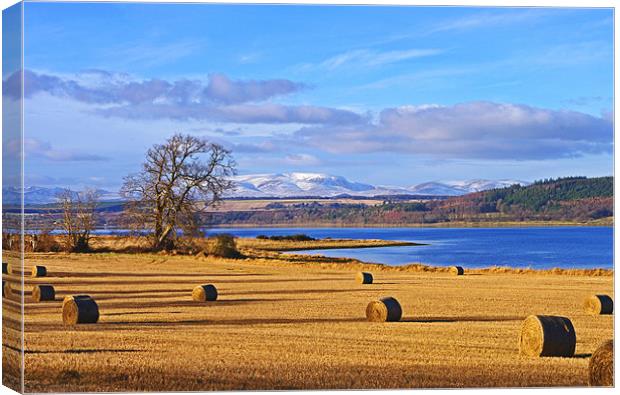 The Beauly Firth and Ben Wyvis Canvas Print by Jacqi Elmslie