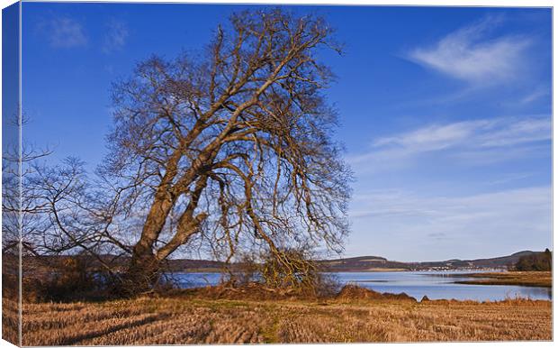 The Tree By The Shore Canvas Print by Jacqi Elmslie