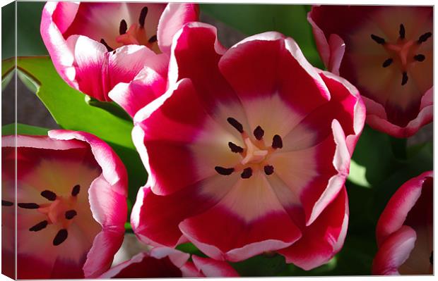 Red and White Tulips Canvas Print by Jacqi Elmslie