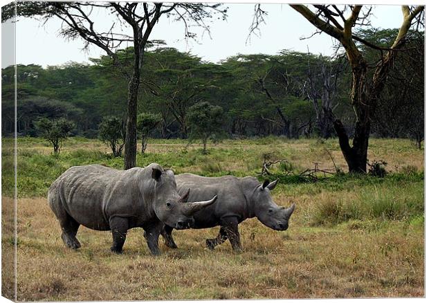 Rhinos near Lake Nakuru Canvas Print by Jacqi Elmslie