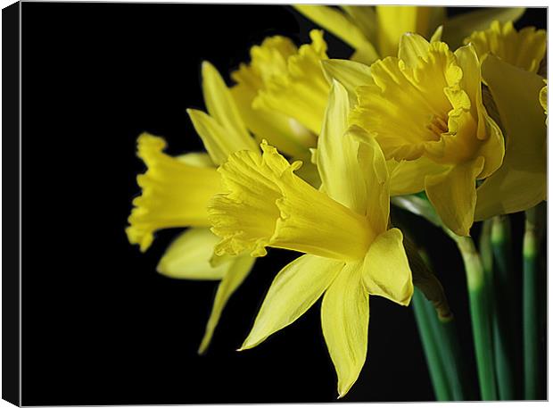 Radiant Daffodils Canvas Print by Jacqi Elmslie