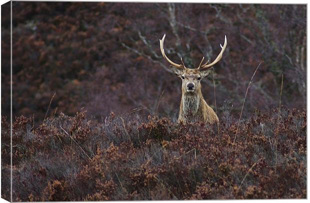 Stag in the Heather Canvas Print by Jacqi Elmslie