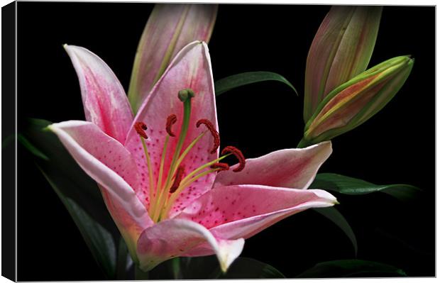 Pink Stargazer Lily With Buds Canvas Print by Jacqi Elmslie