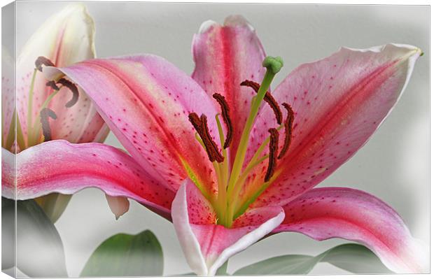 Soft Lily Canvas Print by Jacqi Elmslie