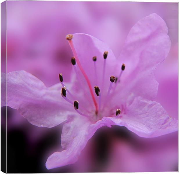 Soft Lilac Rhododendron Canvas Print by Jacqi Elmslie