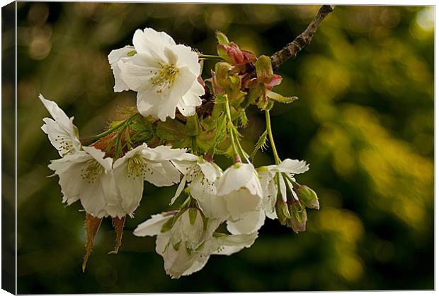 Cherry Blossom Time Canvas Print by Jacqi Elmslie