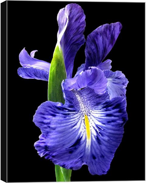 Blue Iris on Black Canvas Print by Jacqi Elmslie