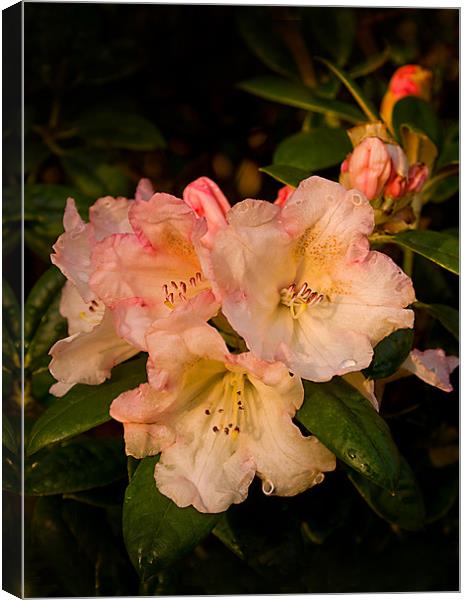 Wet Yak Rhododendron Canvas Print by Jacqi Elmslie