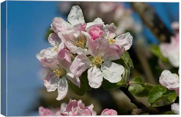 Apple Blossom Pink Canvas Print by Jacqi Elmslie
