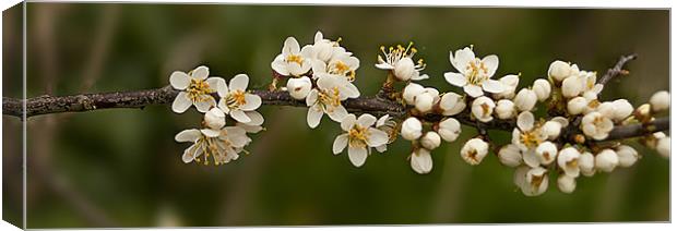 Blackthorn blossom Canvas Print by Jacqi Elmslie