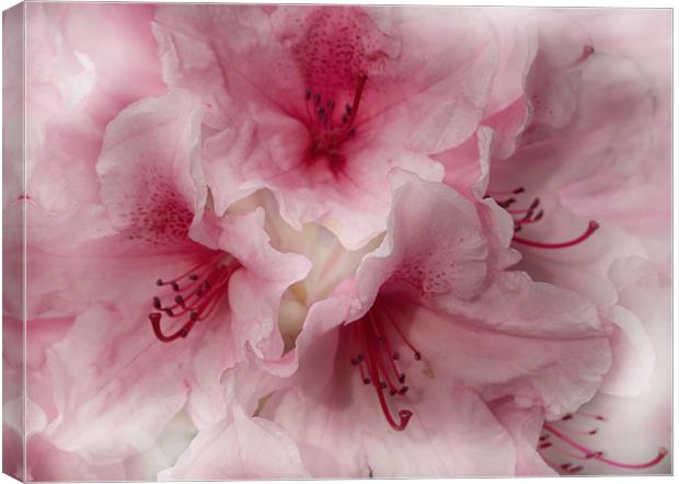 Pink Ice Rhododendron Canvas Print by Jacqi Elmslie