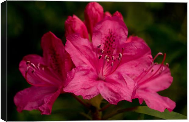 Hot Pink Rhododendron Canvas Print by Jacqi Elmslie