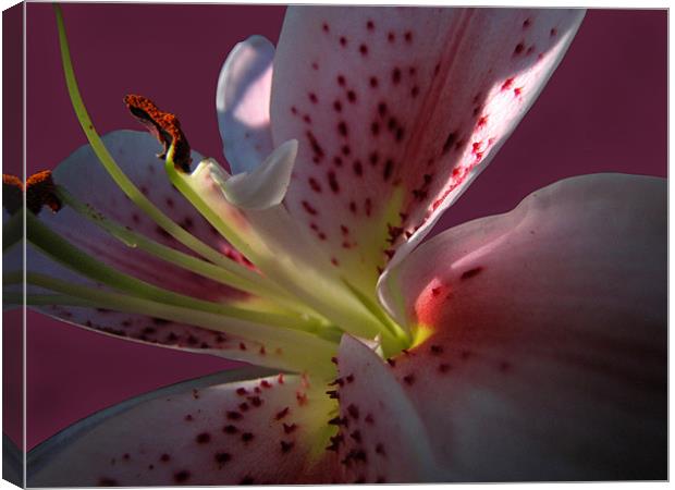 The Heart of a Lily Canvas Print by Jacqi Elmslie