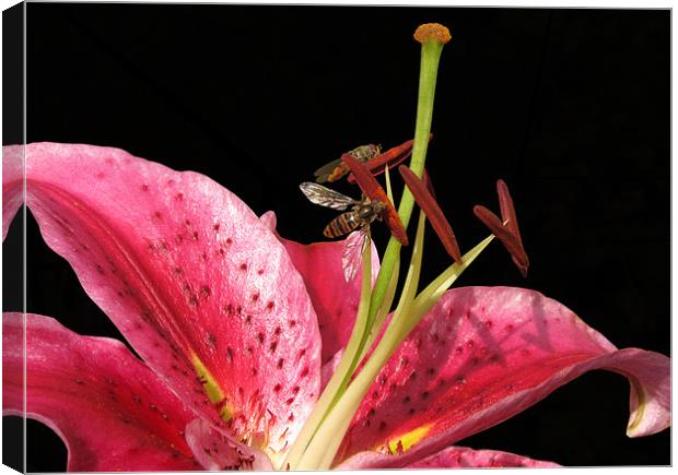 Lily with Hoverflies Canvas Print by Jacqi Elmslie