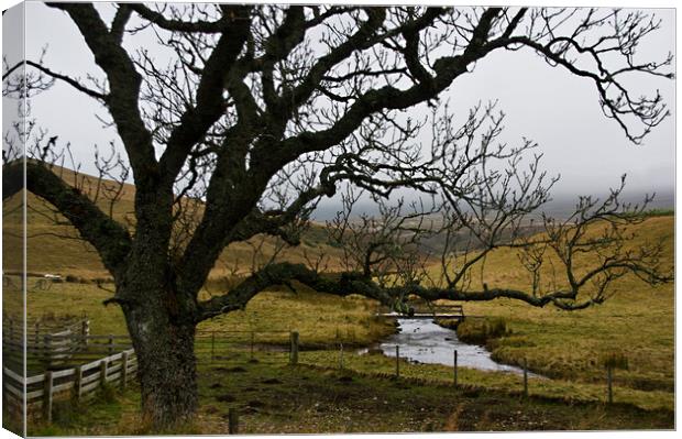 Winter Tree Canvas Print by Jacqi Elmslie