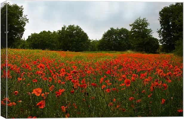 Down Amongst The Poppies Canvas Print by Jacqi Elmslie