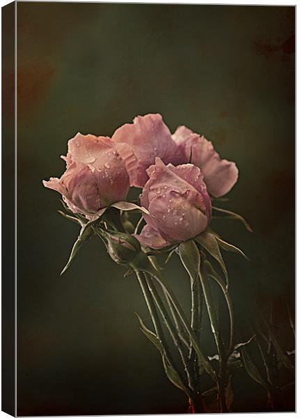 Antique Roses Canvas Print by Jacqi Elmslie