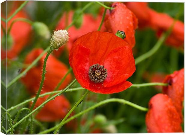 Wild Red Poppies in France Canvas Print by Jacqi Elmslie